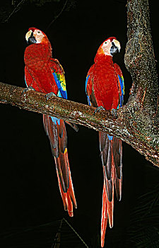 绯红金刚鹦鹉,成年,站立,枝条,黑色背景
