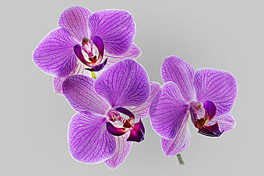 兰花,紫色