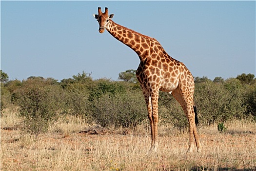 长颈鹿,雄性动物