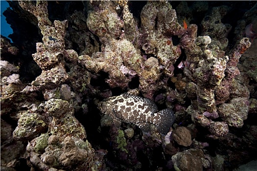 石斑鱼,海洋,珊瑚