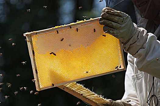 腹部,养蜂人,刷,蜜蜂,蜂窝,农场
