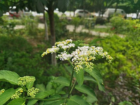 白花卉特写