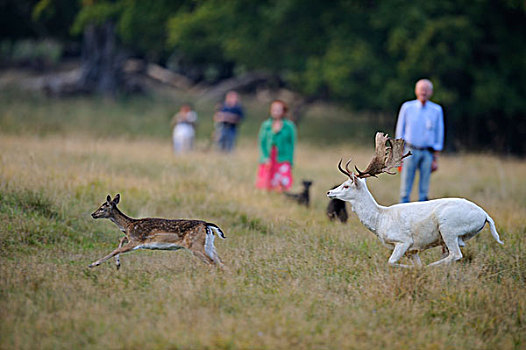 鹿,动物,逃离,狗,丹麦,斯堪的纳维亚,欧洲