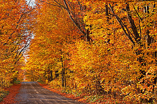 树林,土路,秋色,西部,魁北克,加拿大