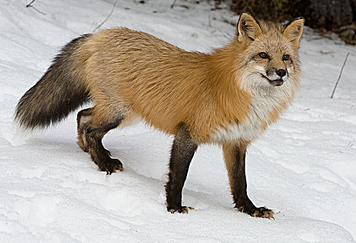 红狐,狐属,雪中,蒙大拿