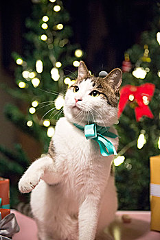 圣诞节里的可爱小猫