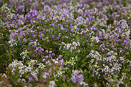 春天迎风开放的紫色紫花地丁花