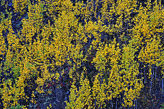 白杨,叶子,德纳里峰国家公园,阿拉斯加,美国