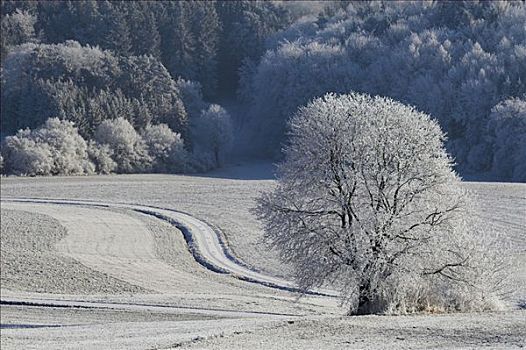 霜冻,风景,巴登符腾堡,德国,欧洲