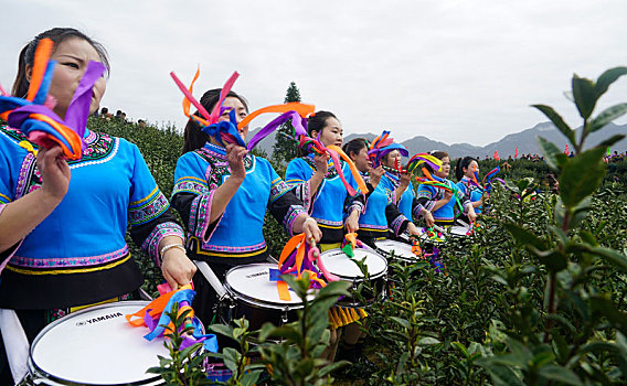 重庆酉阳,春来贡茶满山绿,万人同采致富茶