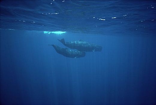 抹香鲸,一对,水下,斯里兰卡