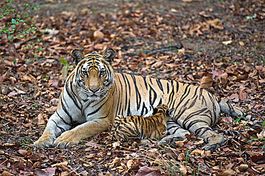 孟加拉虎,虎,母亲,哺乳,星期,老,幼兽,班德哈维夫国家公园,印度