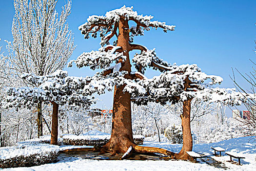 厚厚的白雪覆盖在巨大的松树上