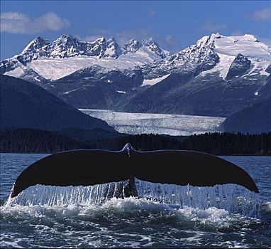 驼背鲸,尾部,正面,冰河,合成效果