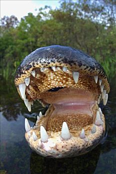 佛罗里达,国家公园,美国短吻鳄,使用,向上
