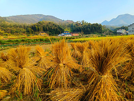 山野乡村,田园风光