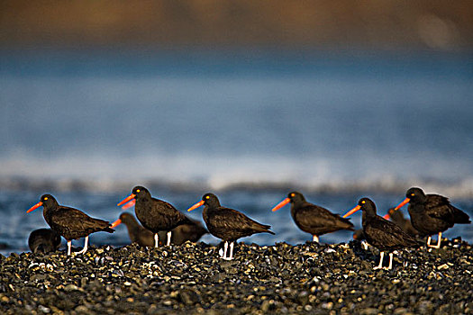 黑色,蛎鹬,成群,站立,岸边,湾,科迪亚克岛,西南方,阿拉斯加,冬天