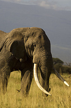 雄性动物,非洲象,安伯塞利国家公园,肯尼亚,非洲