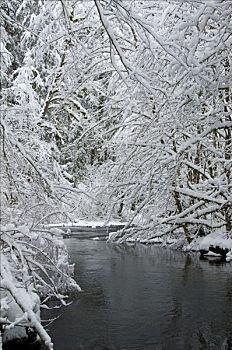 树林,银,溪流,银色瀑布州立公园,俄勒冈,美国