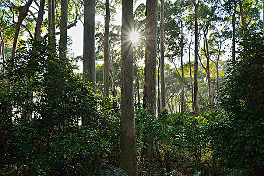 桉树,灌木,太阳,国家公园,新南威尔士,澳大利亚