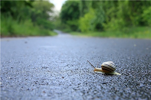 蜗牛,自由式游泳,道路