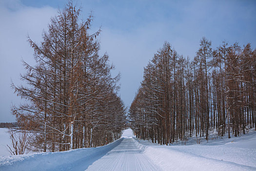 北海道森林雪景