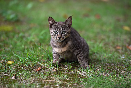 一群野外流浪猫