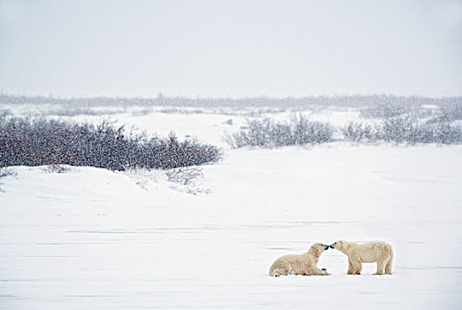 两个,北极熊,吻,丘吉尔市,曼尼托巴,加拿大