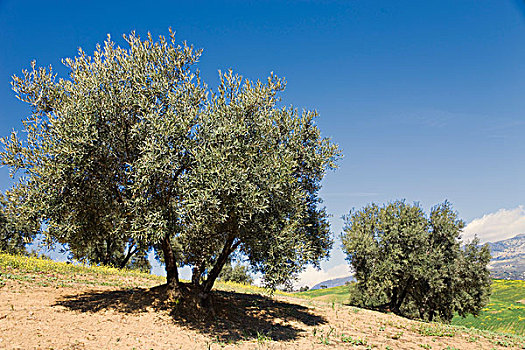 橄榄树,安达卢西亚,马拉加,西班牙