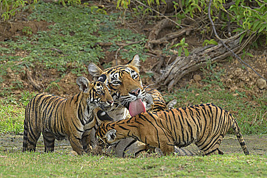 孟加拉虎,虎,女性,幼兽,水坑,伦滕波尔国家公园,拉贾斯坦邦,印度,亚洲