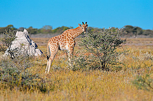 幼兽,长颈鹿,进食,树叶,刺,埃托沙国家公园,纳米比亚,非洲