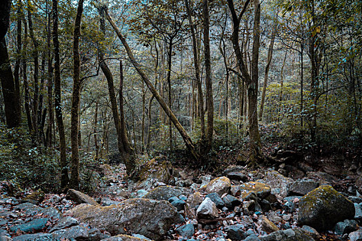 原始森林,龙岩江山