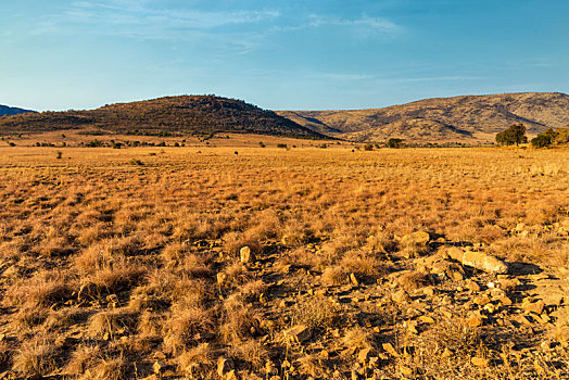 非洲大草原一条干涸的河谷