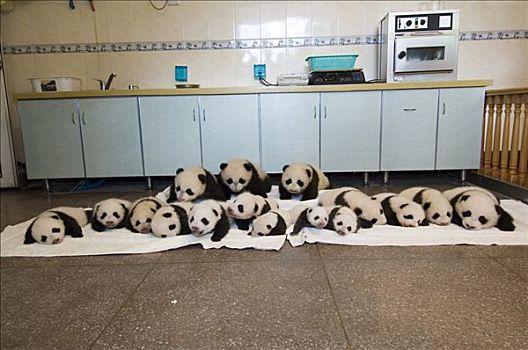 大熊猫,群,照相,幼兽,新生,照料,卧龙自然保护区,中国