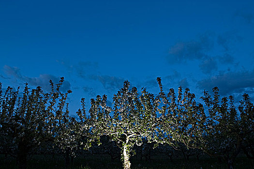 苹果树,夜晚,瑞典