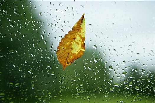 雨滴,叶子,窗玻璃,秋天