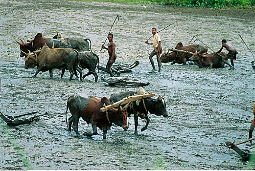 牛,耕作,稻田,马达加斯加