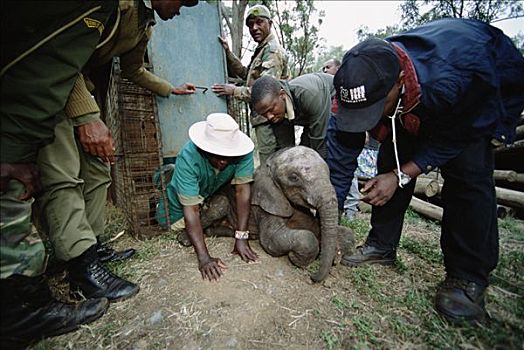 非洲象,孤儿,幼仔,救助,狮子,笼子,东察沃国家公园,肯尼亚