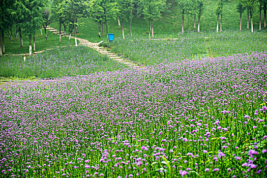 谷里香草园