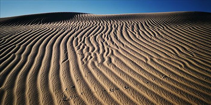 沙丘,湖,澳大利亚