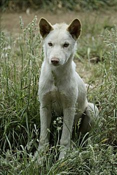澳洲野狗,年轻,幼仔,澳大利亚