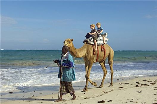 肯尼亚,两个,小,男孩,享受,骆驼,乘,海滩