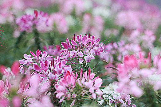 醉蝶花,蜘蛛花,凤蝶草,紫龙须,西洋白花菜,09