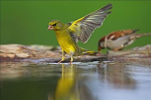 金翅雀,摆动,浇水,地点,仰视