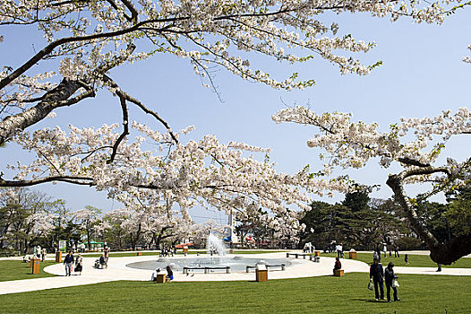 函馆,公园,樱花