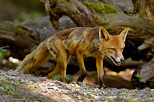 成年,红狐,狐属,木头,巴塞尔,瑞士,欧洲