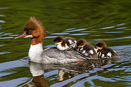 普通,普通秋沙鸭,母亲,幼禽,水上,上巴伐利亚,德国