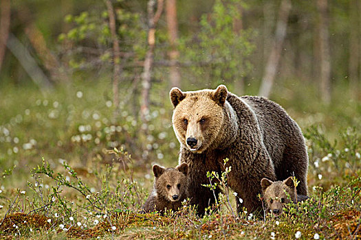 棕熊,熊,成年,女性,针叶林带,树林,芬兰,欧洲