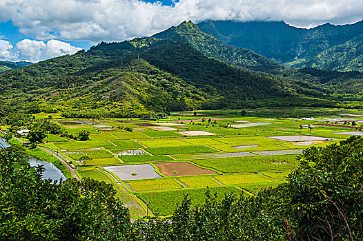 芋头,地点,靠近,岛屿,考艾岛,夏威夷