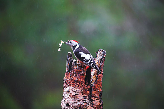 大斑啄木鸟,下雨,春天,树林